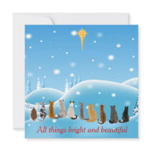 Katzen Religious Star All Dings Tiere