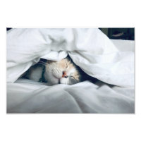 Katzen schlafen unter weißer Decke