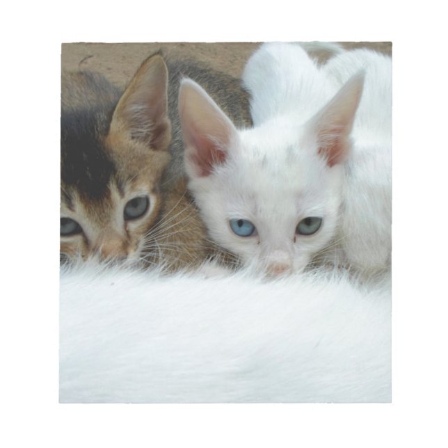Katzen sehen niedlich aus notizblock (Vorderseite)