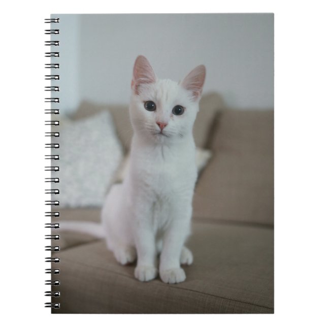 Katzen sind die besten 42 notizblock (Vorderseite)