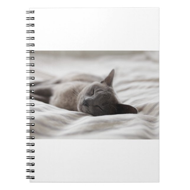 Katzen sind die besten 66 notizblock (Vorderseite)