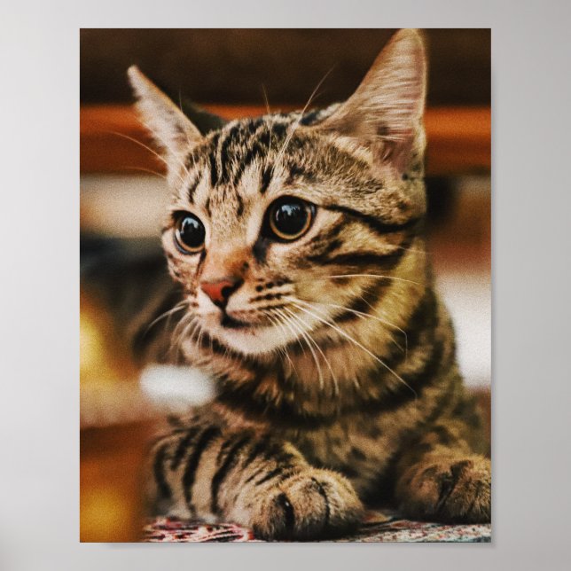 Katzen sind die besten 85 poster (Vorne)