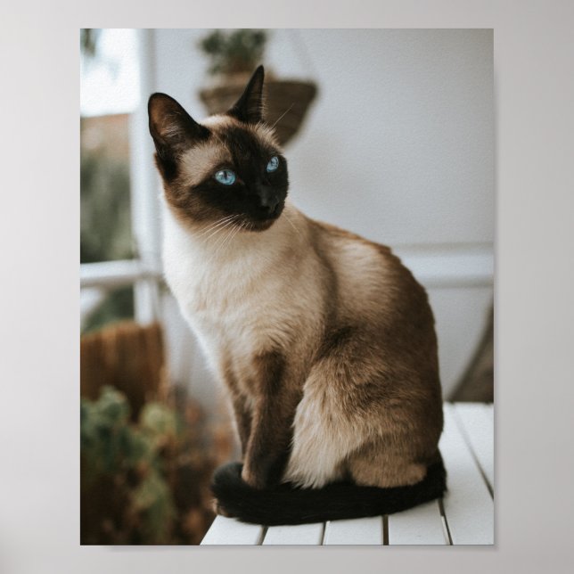 Katzen sind die besten 86 poster (Vorne)