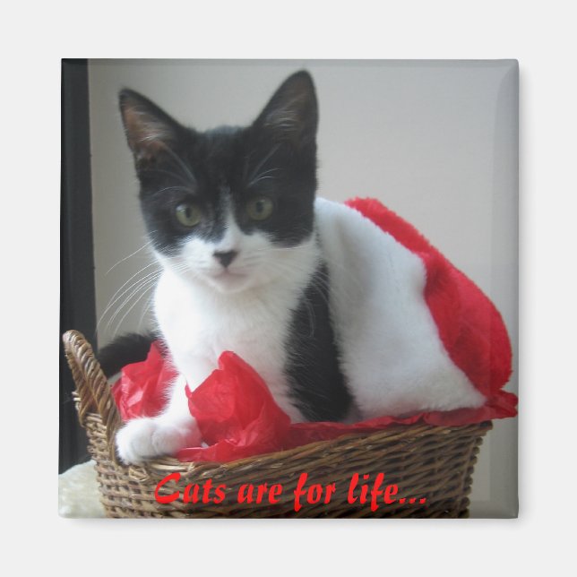 Katzen sind lebenslang.. magnet (Vorne)