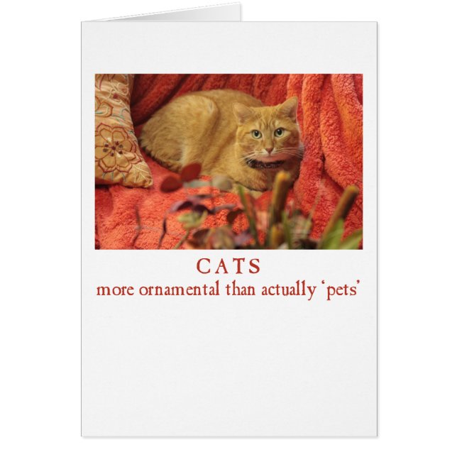 Katzen sind Zierkatzen (Vorne)