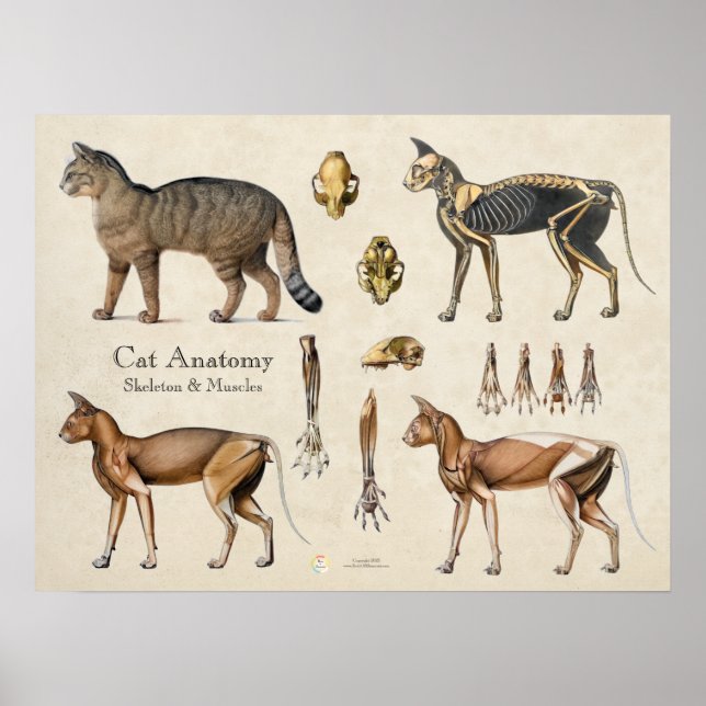 Katzen Skelettmuskulatur Anatomie Poster (Vorne)