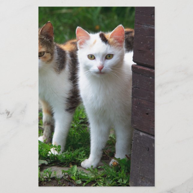 Katzen spielen briefpapier (Vorderseite)