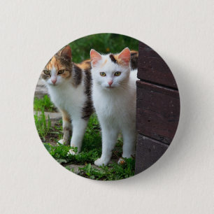 Katzen spielen button