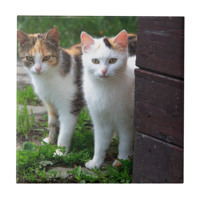 Katzen spielen fliese (Vorderseite)