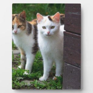 Katzen spielen fotoplatte
