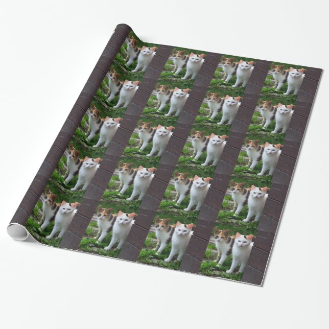 Katzen spielen geschenkpapier (Ungerollt)