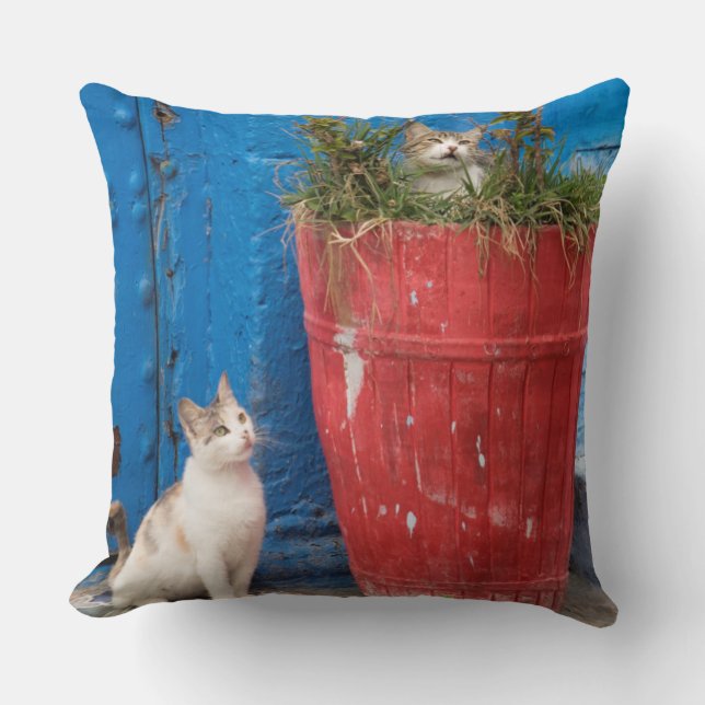Katzen spielen herum, Rabat, Marokko Kissen (Vorderseite)