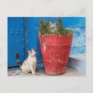 Katzen spielen herum, Rabat, Marokko Postkarte