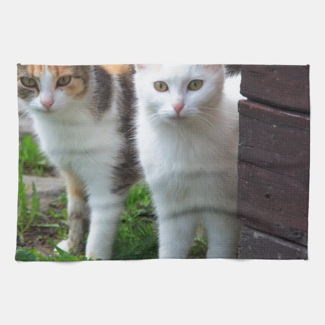 Katzen spielen küchentuch (Horizontal)