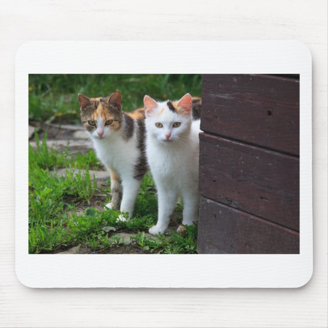 Katzen spielen mousepad (Vorne)