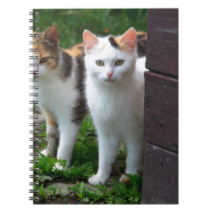 Katzen spielen notizblock
