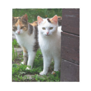 Katzen spielen notizblock