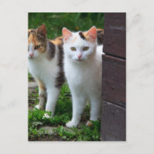 Katzen spielen