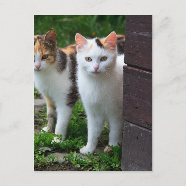 Katzen spielen postkarte (Vorderseite)