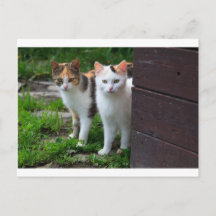 Katzen spielen
