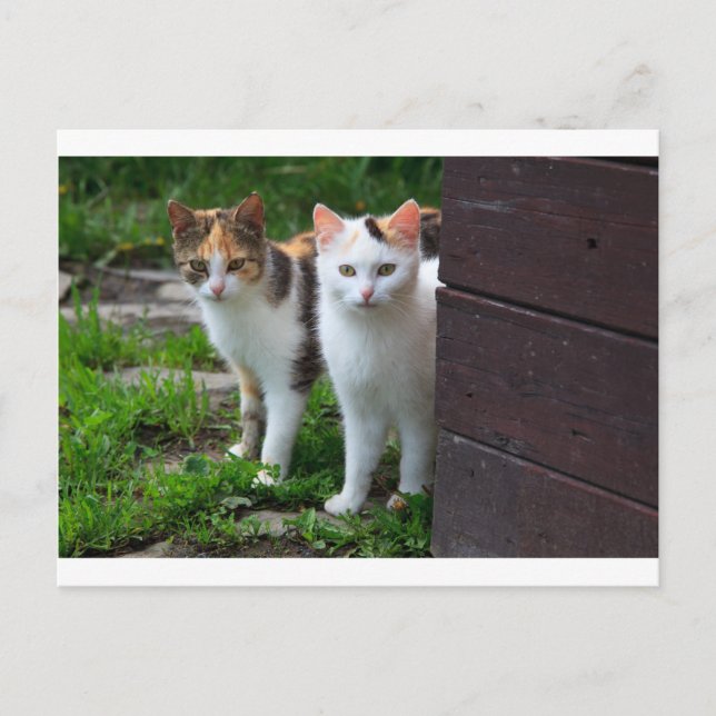 Katzen spielen postkarte (Vorderseite)