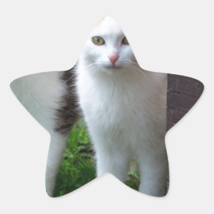 Katzen spielen Stern-Aufkleber