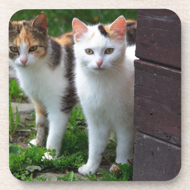 Katzen spielen untersetzer (Vorderseite)