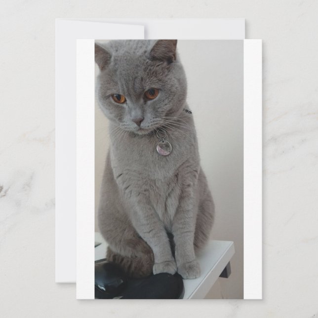 Katzen-Test Einladung (Vorderseite)