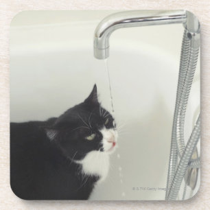 Katzen-Trinkwasser-Bratenfett von angestochene Untersetzer