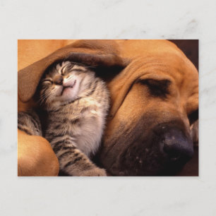 Katzen und Hunde Postkarte