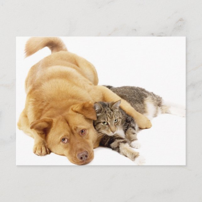 Katzen und Hunde Postkarte (Vorderseite)