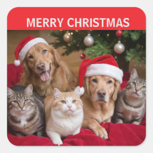 Katzen und Hunde Weihnachten Quadratischer Aufkleber