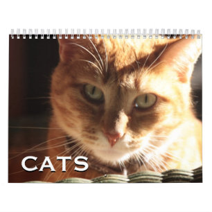 Katzen und Kitten Kalender