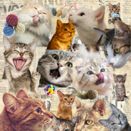 Katzen und Spielzeug Collage