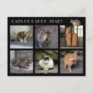 Katzen von Capri - Italien Postkarte