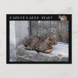 Katzen von Capri, Tabby Katze - Italien Postkarte
