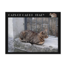 Katzen von Capri, Tabby Katze - Italien
