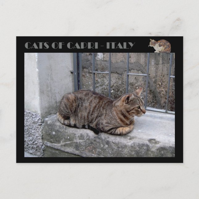 Katzen von Capri, Tabby Katze - Italien Postkarte (Vorderseite)