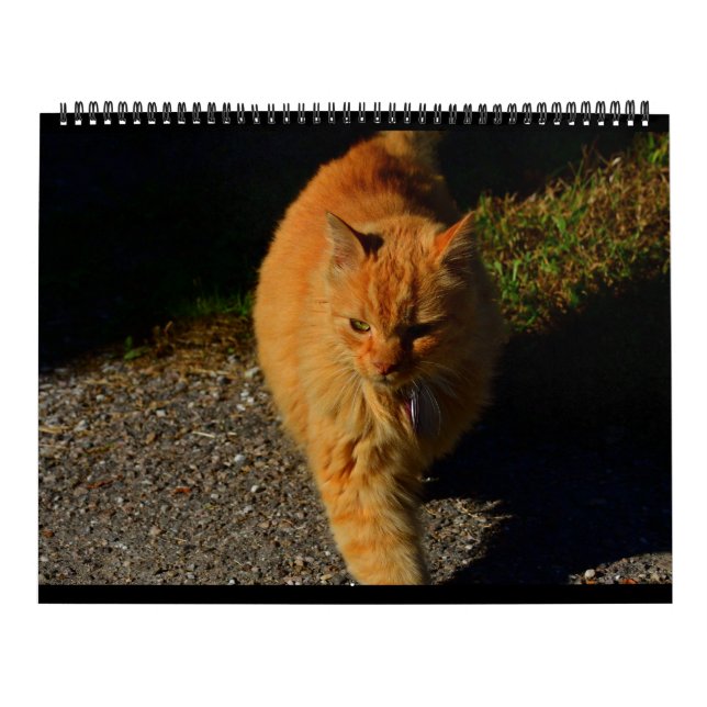 Katzen von Vermont 2024 Kalender (Titelbild)