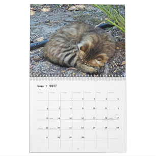 Katzen von Zypern von Paphos Life Kalender