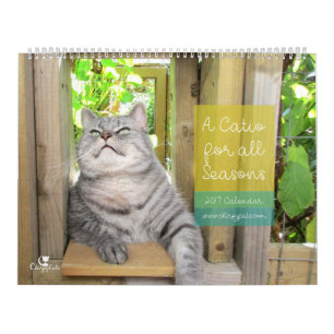 Katzen-Wandkalender 2017 Kalender