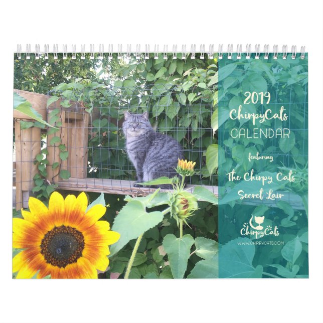 Katzen-Wandkalender Kalender (Titelbild)