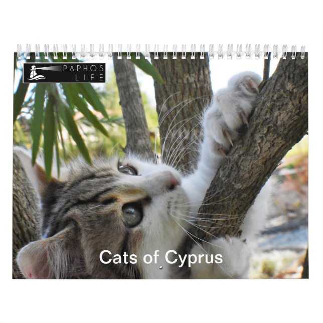 Katzen Zyperns, von PaphosLife Kalender (Titelbild)