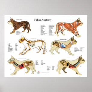 Katzenanatomie-Plakatwand Poster
