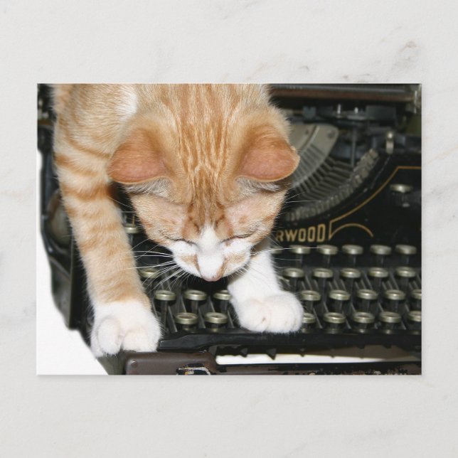 Katzenarten Postkarte (Vorderseite)