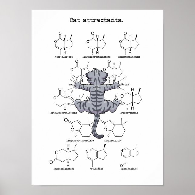 Katzenattraktion Poster (Vorne)