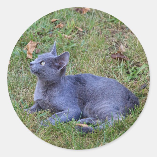 Katzenaufkleber Runder Aufkleber (Vorderseite)