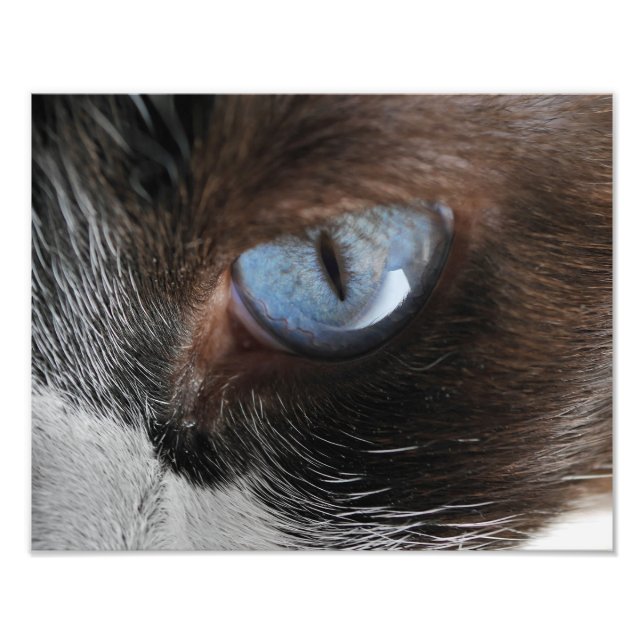 Katzenauge Fotodruck (Vorne)