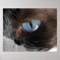Katzenauge