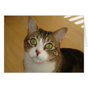 Katzenaugen
